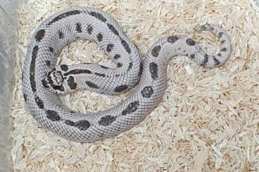 Schlangen kaufen und verkaufen Foto: Heterodon nasicus Hakennasennatter