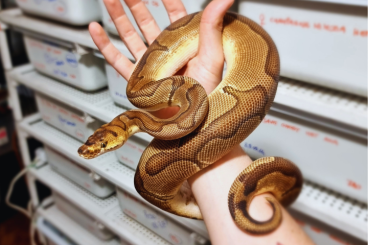 Ball Pythons kaufen und verkaufen Photo: Availability for Hamm - September 14th