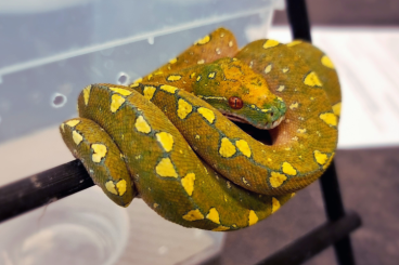 Pythons kaufen und verkaufen Foto: Availability for Hamm - September 14th