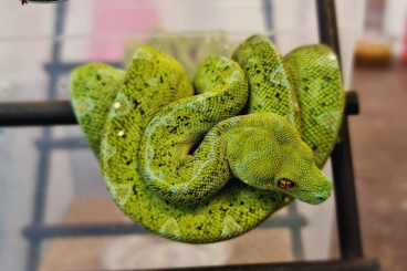 Pythons kaufen und verkaufen Foto: Morelia Viridis (Melanistic Line)