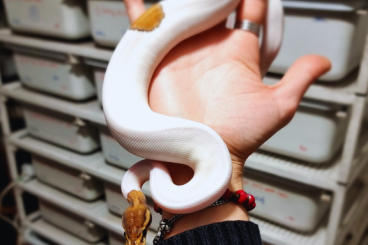 Königspythons kaufen und verkaufen Foto: CB 2024 - Ball Python Morph