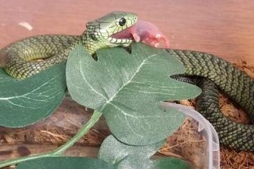 Venomous snakes kaufen und verkaufen Photo: Animals available for hamm houten en local collection