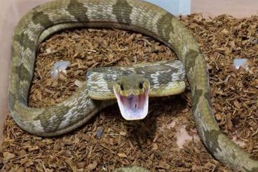 Giftschlangen kaufen und verkaufen Foto: Venomous snakes for snakeday