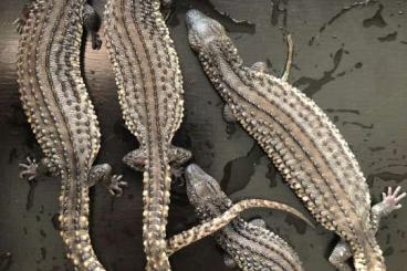 Monitor lizards kaufen und verkaufen Photo: Varanus macraei & Lanthanotus borneensis