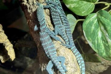 Monitor lizards kaufen und verkaufen Photo: Varanus macraei offspring