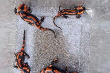 Salamander kaufen und verkaufen Foto: Feuersalamander salamandra 