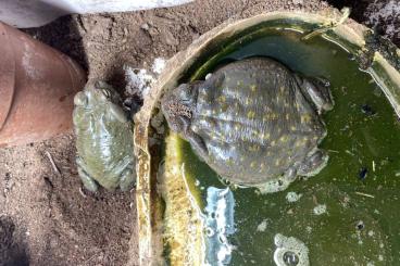 Frösche  kaufen und verkaufen Foto: Bufo Alvarius Leckkröten Colorado River Toad
