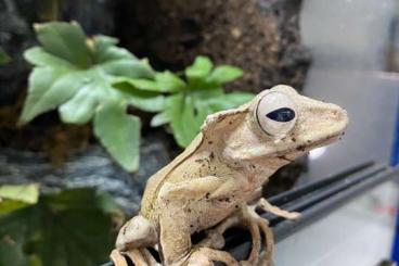 frogs kaufen und verkaufen Photo: Polypedates otilophus Nachzuchten