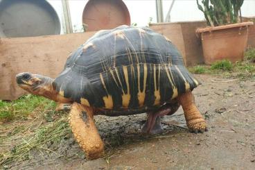 Schildkröten  kaufen und verkaufen Foto: 1,0   Astrochelys radiata  adult