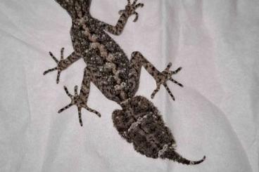 Geckos kaufen und verkaufen Foto: Saltuarius kateae - Australischer Blattschwanzgecko