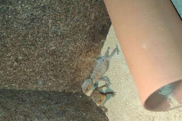 Geckos kaufen und verkaufen Photo: Nephrurus amyae - Knopfschwanzgecko