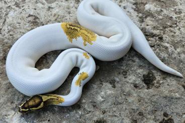 Ball Pythons kaufen und verkaufen Photo: Super Gravel Pied Breeder - Hamm!