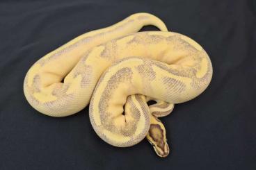 Ball Pythons kaufen und verkaufen Photo: Hamm: OD Enchi Superstripe 