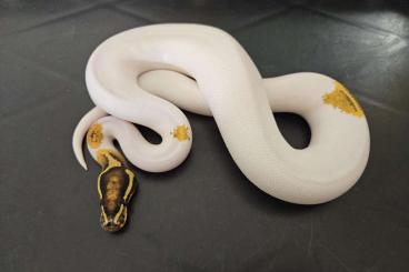 Königspythons kaufen und verkaufen Foto: HAMM: Super Gravel Pied 400€ Königspythons kaufen und verkaufen Foto: HAMM: Super Gravel Pied 400€