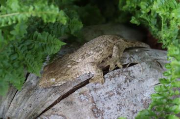 Geckos kaufen und verkaufen Photo: 1.0 Rhacodactylus Leachianus Tröger Mt. Khogis