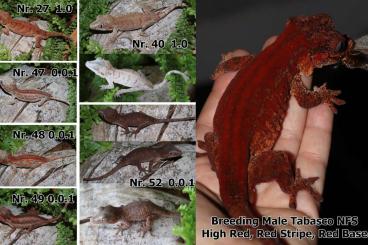 Geckos kaufen und verkaufen Foto: 2.0.4 Rhacodactylus Auriculatus  aus High Red Gruppe Tabasco Line