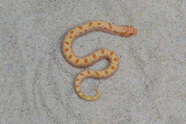 Schlangen kaufen und verkaufen Foto: Heterodon nasicus SNOW SUPERCONDA,
