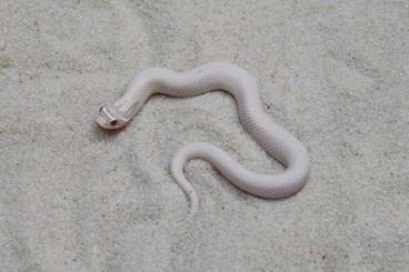 Snakes kaufen und verkaufen Photo: Heterodon nasicus SNOW SUPERCONDA and SNOW CONDA CB 6/2024