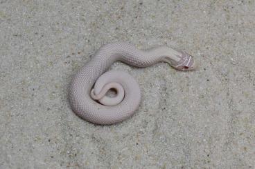 Schlangen kaufen und verkaufen Foto: Heterodon nasicus SNOW SUPERCONDA,