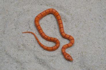 Snakes kaufen und verkaufen Photo: ORANGE PASTEL KING, hetero orange PK LEOPARD LINE!!  CB 6/2024. 