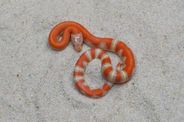 Snakes kaufen und verkaufen Photo: ALBINO ABERRANT, ABERRANT hetero albino Lampr. ruthveni CB 7/2024