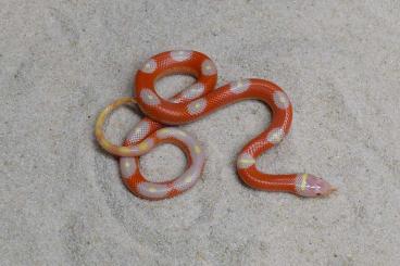 Schlangen kaufen und verkaufen Foto: ALBINO STRIPED Lampropeltis tr. nelsoni CB 9/2024