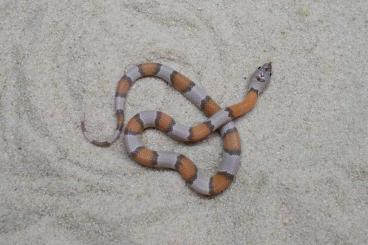 Snakes kaufen und verkaufen Photo: ANERY, HYPO Lampropeltis a. blairi NZ 8/2024.