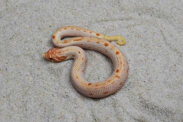 Schlangen kaufen und verkaufen Foto: EXTREME RED ALBINO CONDA Heterodon nasicus NZ 6/2024