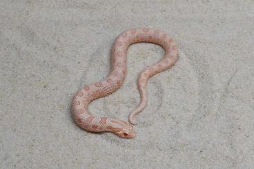 Schlangen kaufen und verkaufen Foto: Heterodon nasicus CB 2024. Coral conda, Coral, Albino conda het.lavend