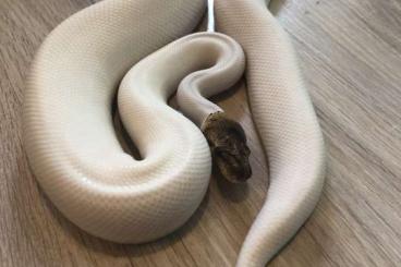 Snakes kaufen und verkaufen Photo: Piebald Hets und Het Palmetto/ Albino Het Palmetto 