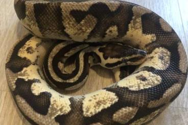 Schlangen kaufen und verkaufen Foto: Hamm>>> Spider Piebald Fire Pastel Het Piebald / 1,0 Butter Pastel GHI