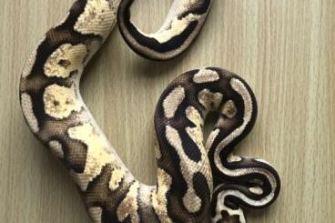 Ball Pythons kaufen und verkaufen Photo: > 1,0 Butter Pastel GHI NZ 15 > 1,0 Spider Piebald NZ16 > 1,0 Fire Fly