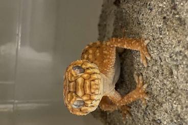 Geckos kaufen und verkaufen Photo: 1.1 Nephrurus amyae CB24 Hamm Geckos kaufen und verkaufen Photo: 1.1 Nephrurus amyae CB24 Hamm