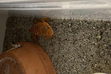 Geckos kaufen und verkaufen Foto: 1.1.2 Nephrurus amyae forsale or trade Geckos kaufen und verkaufen Foto: 1.1.2 Nephrurus amyae forsale or trade