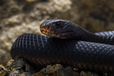 Venomous snakes kaufen und verkaufen Photo: Handover at Hamm / December