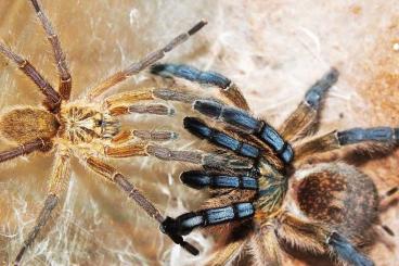 Spiders and Scorpions kaufen und verkaufen Photo: SpidersForge for Houten/Pragha/Terraplaza Or shiping :) Spiders and Scorpions kaufen und verkaufen Photo: SpidersForge for Houten/Pragha/Terraplaza Or shiping :)