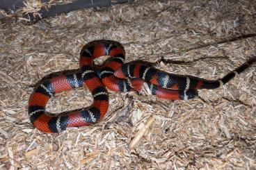 Schlangen kaufen und verkaufen Foto:  1.1 Lampropeltis triangulum nelsoni