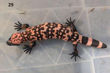 Lizards kaufen und verkaufen Photo: 0.0.2 Heloderma Suspectum / Gila Monster