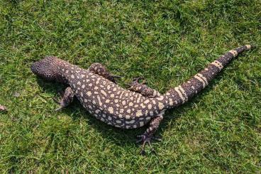 Lizards kaufen und verkaufen Photo: Heloderma Exasperatum breeding pair 1.1.1