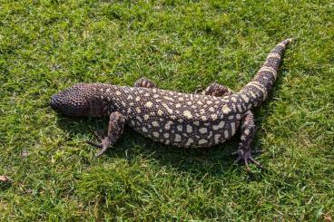 Lizards kaufen und verkaufen Photo: 1.1 heloderma exasperatum proven breeders