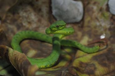 Snakes kaufen und verkaufen Photo: Hamm Atheris Trimeresurus Parias 