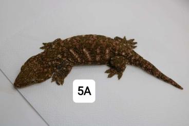 Geckos kaufen und verkaufen Foto: Rhacodactylus leachianus for Hamm