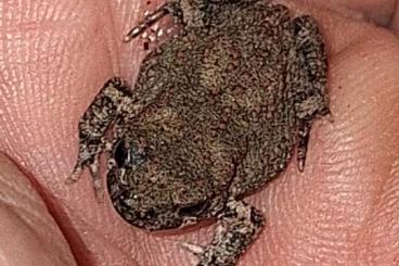 frogs kaufen und verkaufen Photo: Sclerophrys mauretanica, Berberkröten