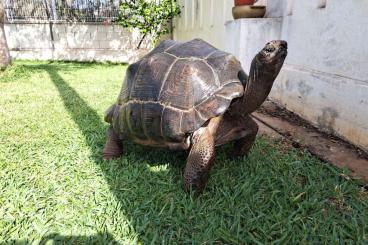 Landschildkröten kaufen und verkaufen Foto: Aldabrachelys Gigantea    