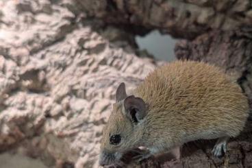 Exotische Säuger kaufen und verkaufen Foto: 2,0 Acomys russatus (Gold-Stachelmäuse)