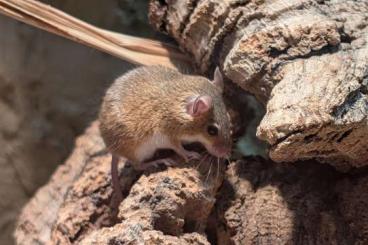 Exotic mammals kaufen und verkaufen Photo: 2,2 Mus minutoides, afrikanische Knirpsmaus 