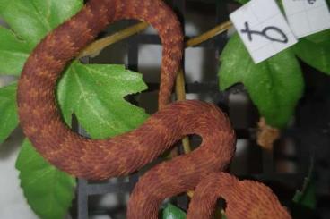 Snakes kaufen und verkaufen Photo: Atheris squamigera NZ 31.5.2024