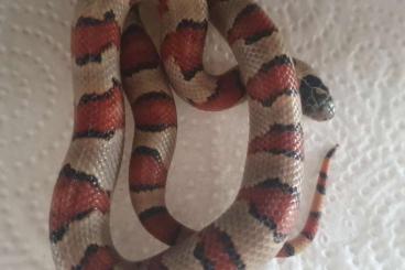 Snakes kaufen und verkaufen Photo: Chihuahua Berg-Königsnattern / Leoni Snakes kaufen und verkaufen Photo: Chihuahua Berg-Königsnattern / Leoni