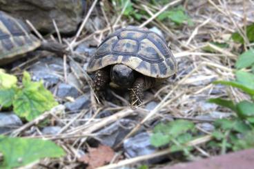 Tortoises kaufen und verkaufen Photo: Griechische Landschildkröte Sabine sucht ein artgerechtes Zuhause 