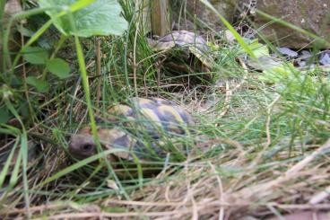 Tortoises kaufen und verkaufen Photo: Gruppe weiblicher Griechischer Landschildkröten abzugeben